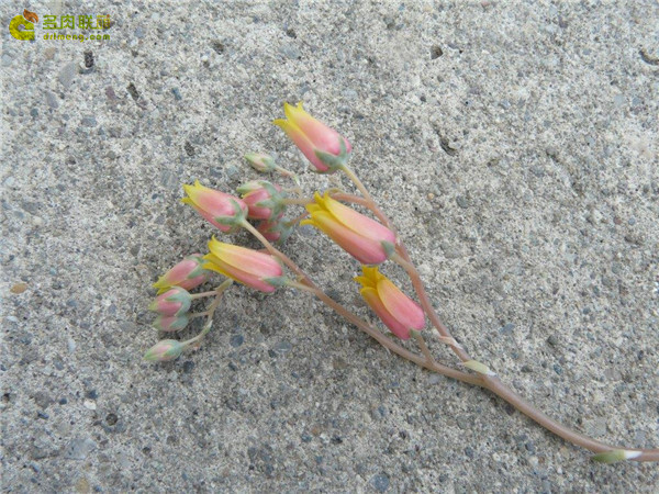 Echeveria Pua