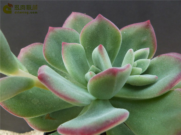 锦之雪 Echeveria Pulina