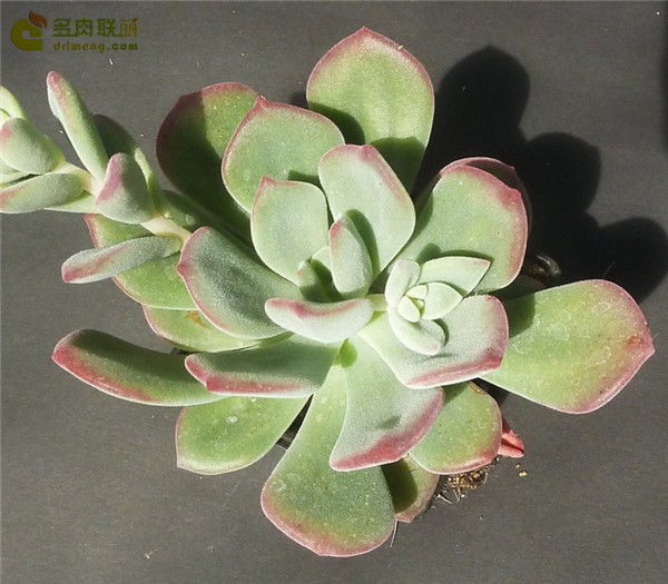 锦之雪 Echeveria Pulina