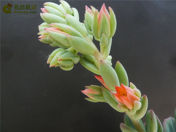 锦之雪 Echeveria Pulina 开花