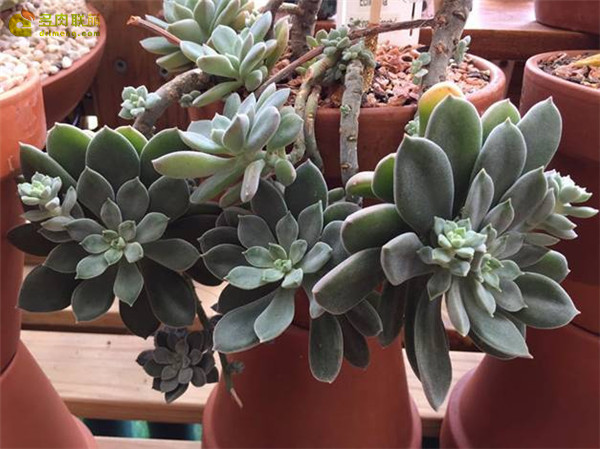 银明晃星 Echeveria Pulvi-Carn