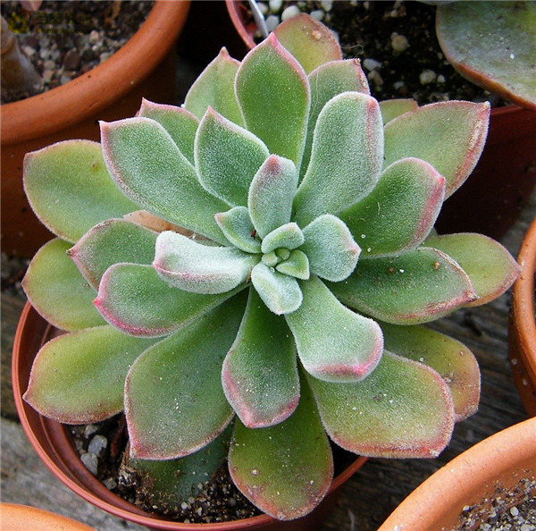 银明晃星 Echeveria Pulvi-Carn