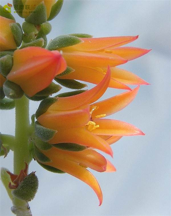 银明晃星 Echeveria Pulvi-Carn