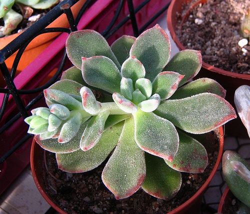 银明晃星 Echeveria Pulvi-Carn