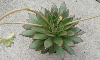普娜姆 Echeveria ‘Punam’