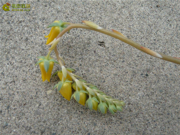 普娜姆 Echeveria Punam