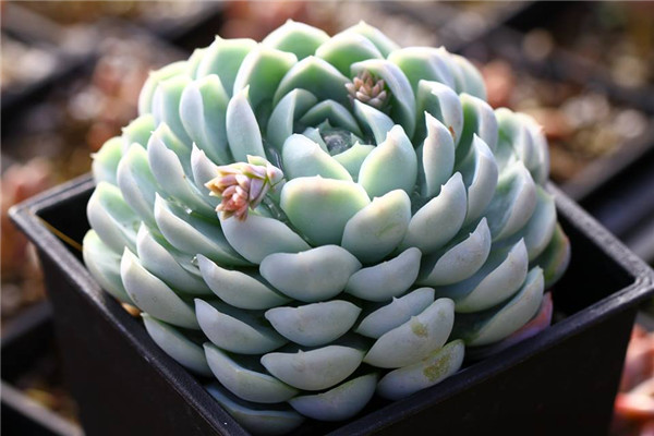 霁月 Echeveria Pure Moon