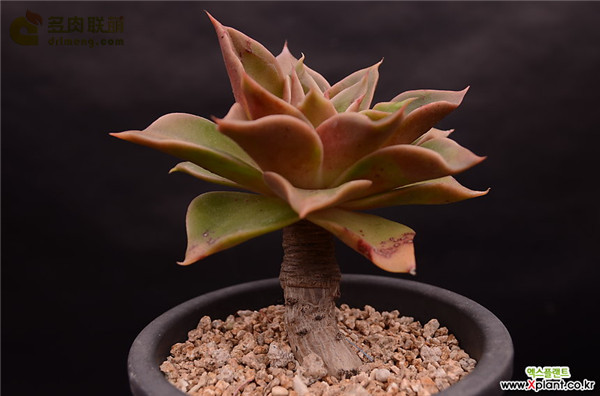 韩国的如贝拉 Echeveria Rubella