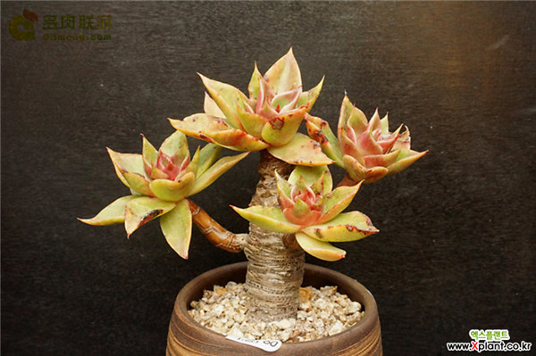 韩国的如贝拉 Echeveria Rubella