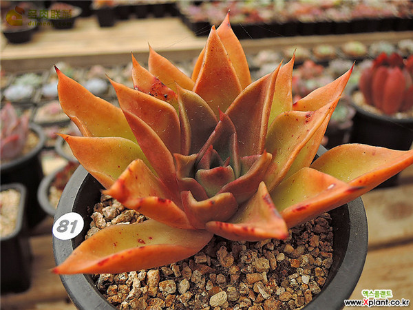 韩国的如贝拉 Echeveria Rubella