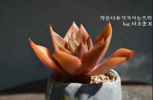 韩国的如贝拉 Echeveria Rubella