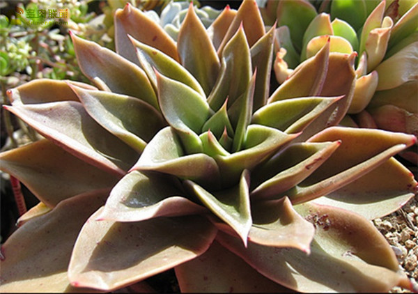 如贝拉 Echeveria Rubella