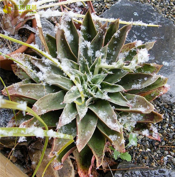 如贝拉 Echeveria Rubella