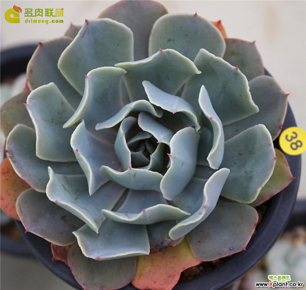 蓝鲁菲尔斯 Echeveria Blue Ruffles