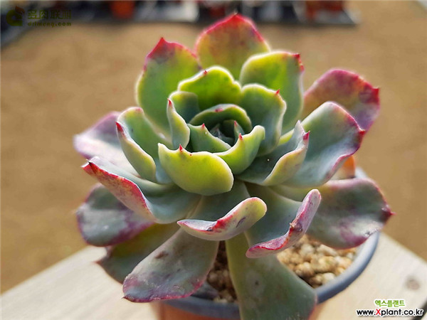 蓝鲁菲尔斯 Echeveria Blue Ruffles