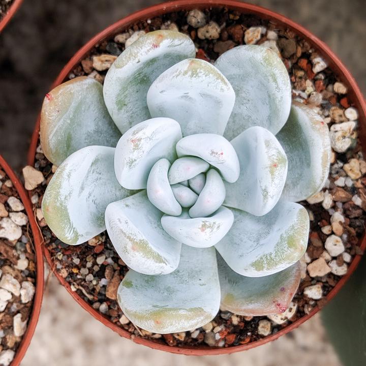 嫦娥 Echeveria 'Sang-A'