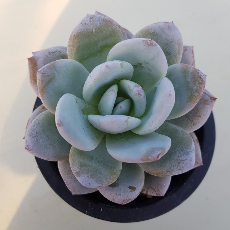 嫦娥 Echeveria 'Sang-A'