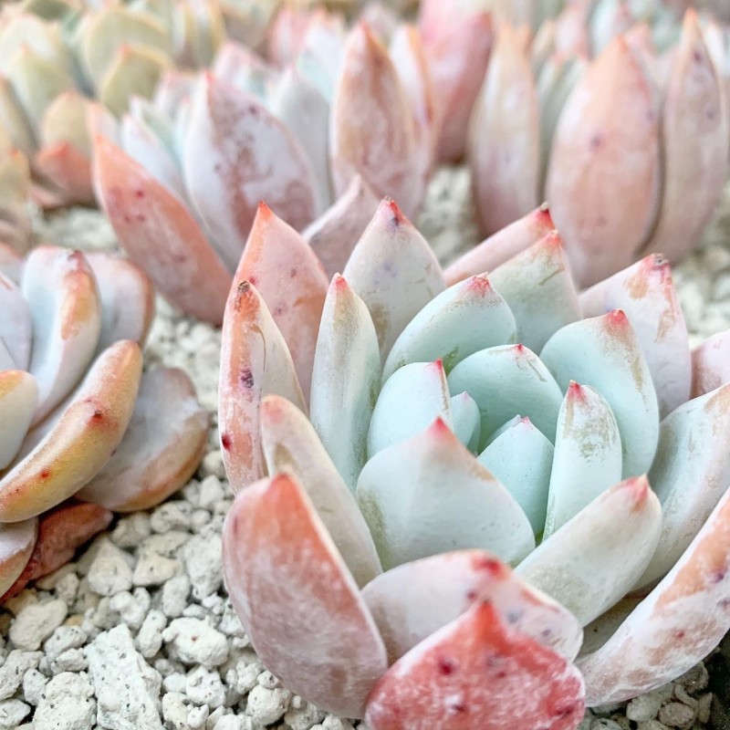 嫦娥 Echeveria 'Sang-A'