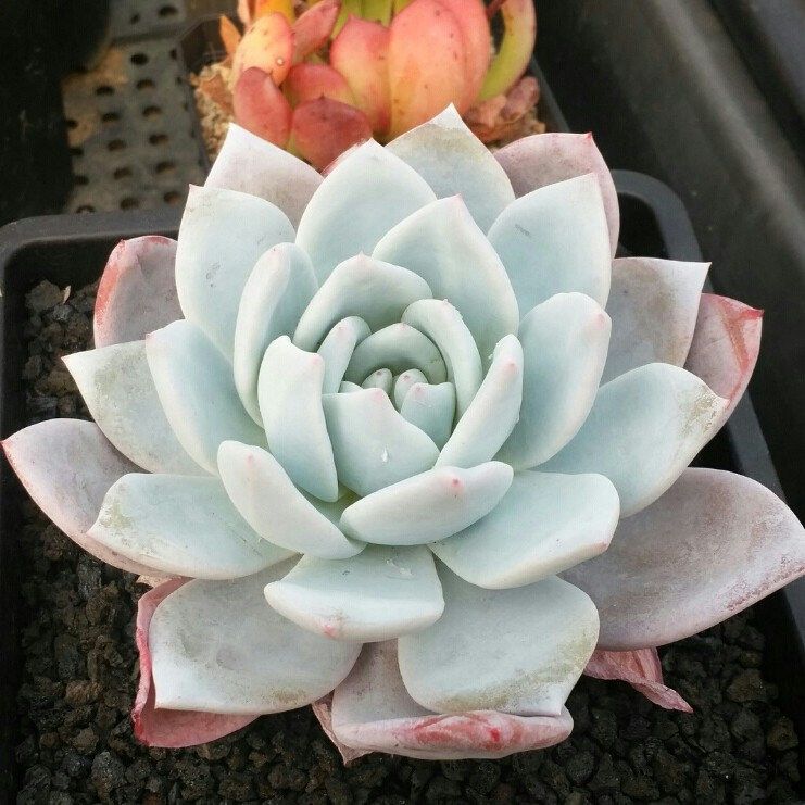 嫦娥 Echeveria 'Sang-A'