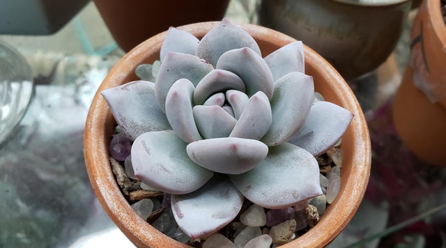 嫦娥 Echeveria 'Sang-A'