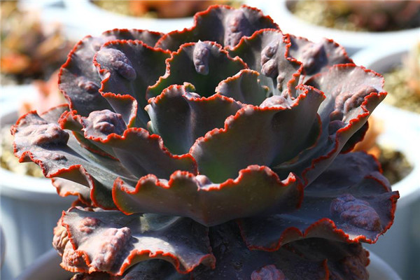 战斧 Echeveria Securis