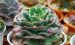 战斧 Echeveria ‘Securis’