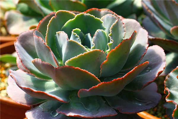 战斧 Echeveria Securis