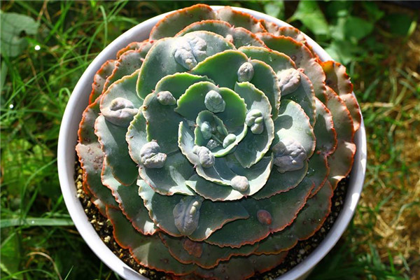 战斧 Echeveria Securis