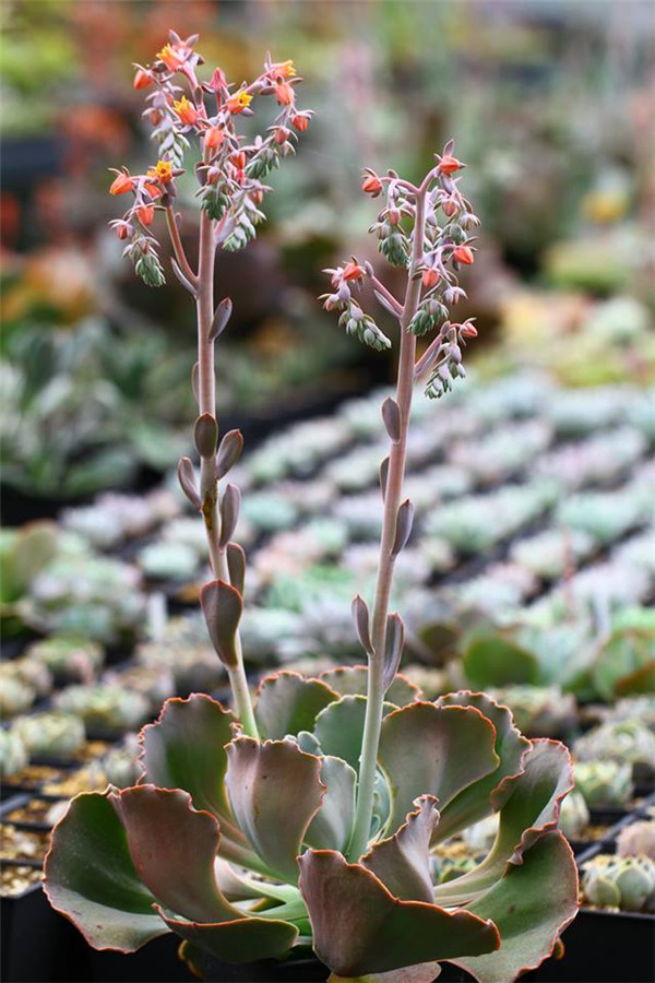 战斧 Echeveria Securis