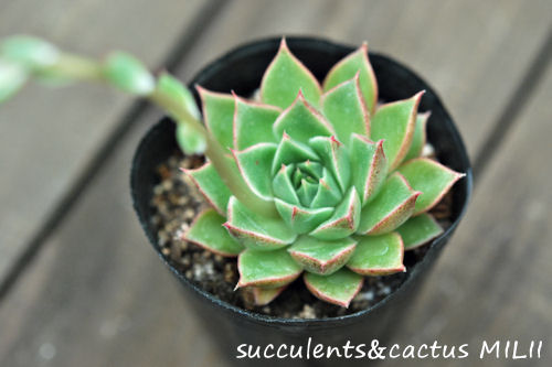 清和王妃晃 Echeveria Seiwaouhikou