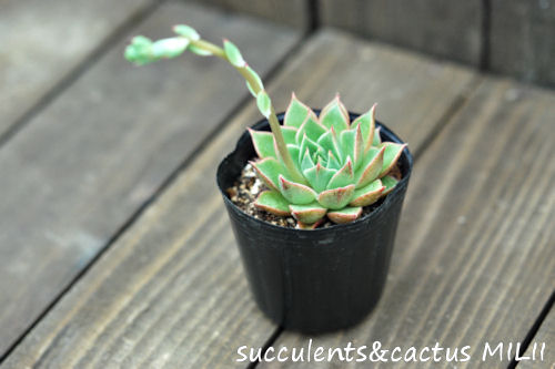 清和王妃晃 Echeveria Seiwaouhikou