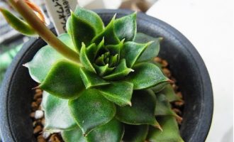 清和王妃晃 Echeveria ‘Seiwaouhikou’