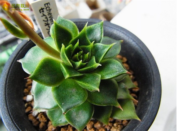 清和王妃晃 Echeveria Seiwaouhikou