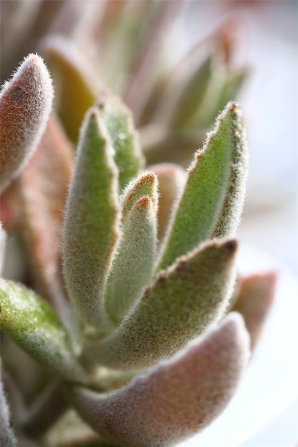芙蓉 Kalanchoe Seremban