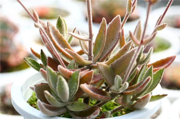 芙蓉 Kalanchoe Seremban