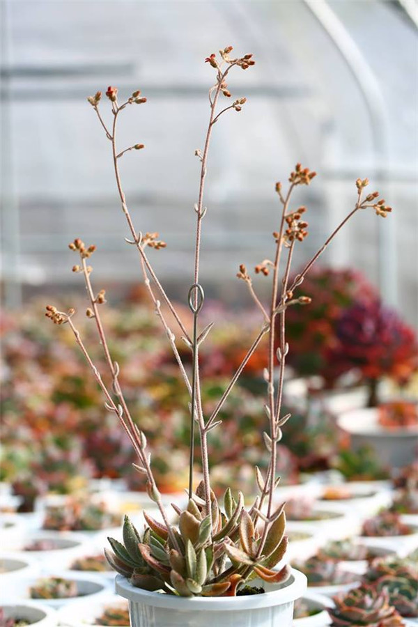 芙蓉 Kalanchoe Seremban