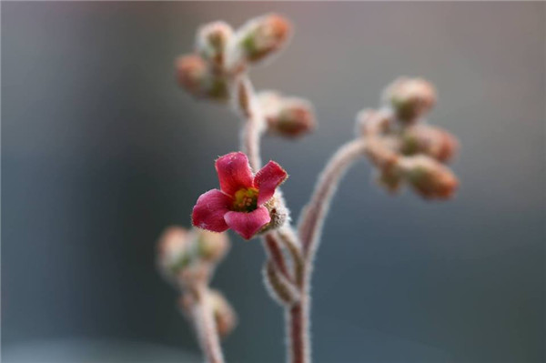 芙蓉 Kalanchoe Seremban