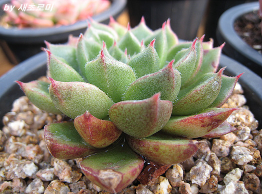 Echeveria setorum Victor