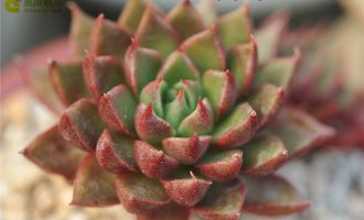 红蝎子 Echeveria setorum ‘Victor’