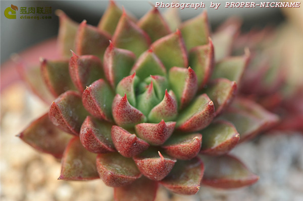 Echeveria setorum Victor