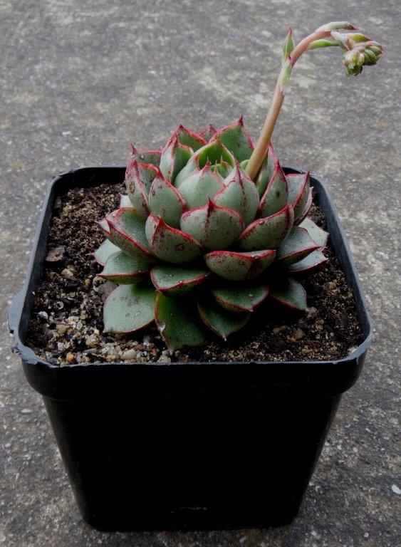 大合恋 Echeveria Shamrock