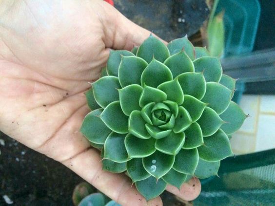 大合恋 Echeveria Shamrock