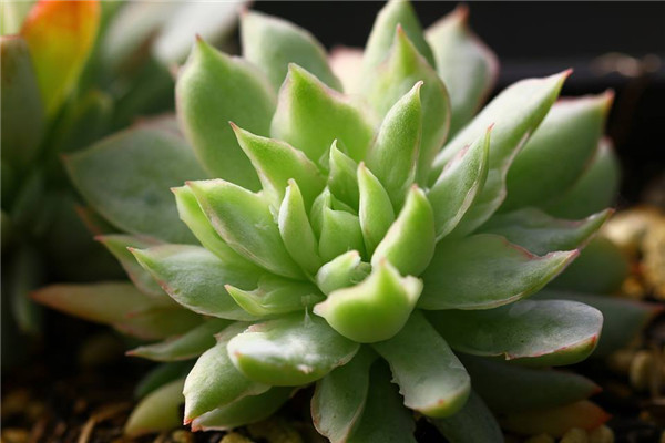 静月 Echeveria Silent Moon