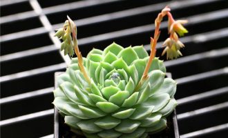 初妆 Echeveria ‘Luminous’