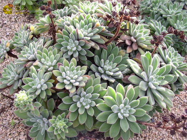 银绿色 Echeveria Silvergreen