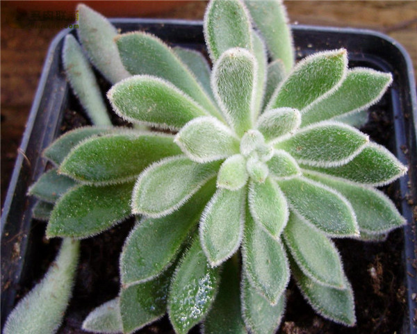 银绿色 Echeveria Silvergreen