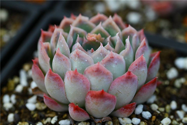 媚影 Echeveria Siren