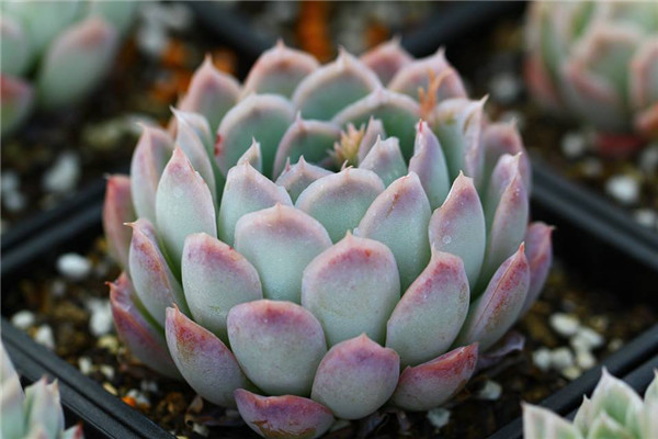 媚影 Echeveria Siren