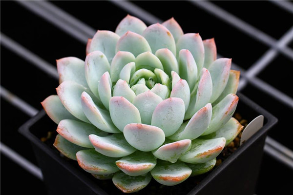 雪天使 Echeveria Snow Angel