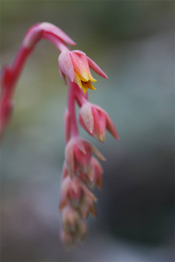 雪天使 Echeveria Snow Angel